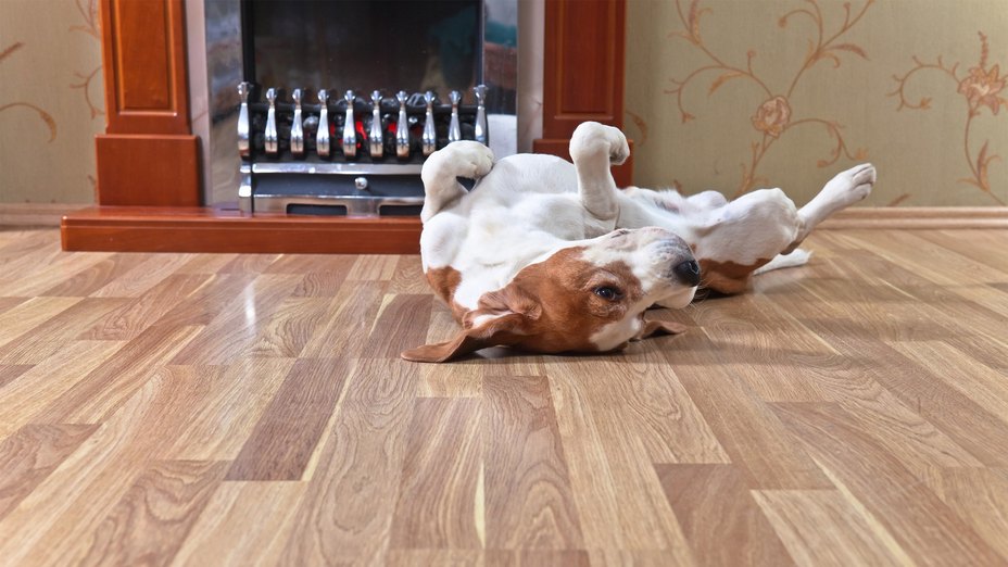 Best hardwood floors for pets